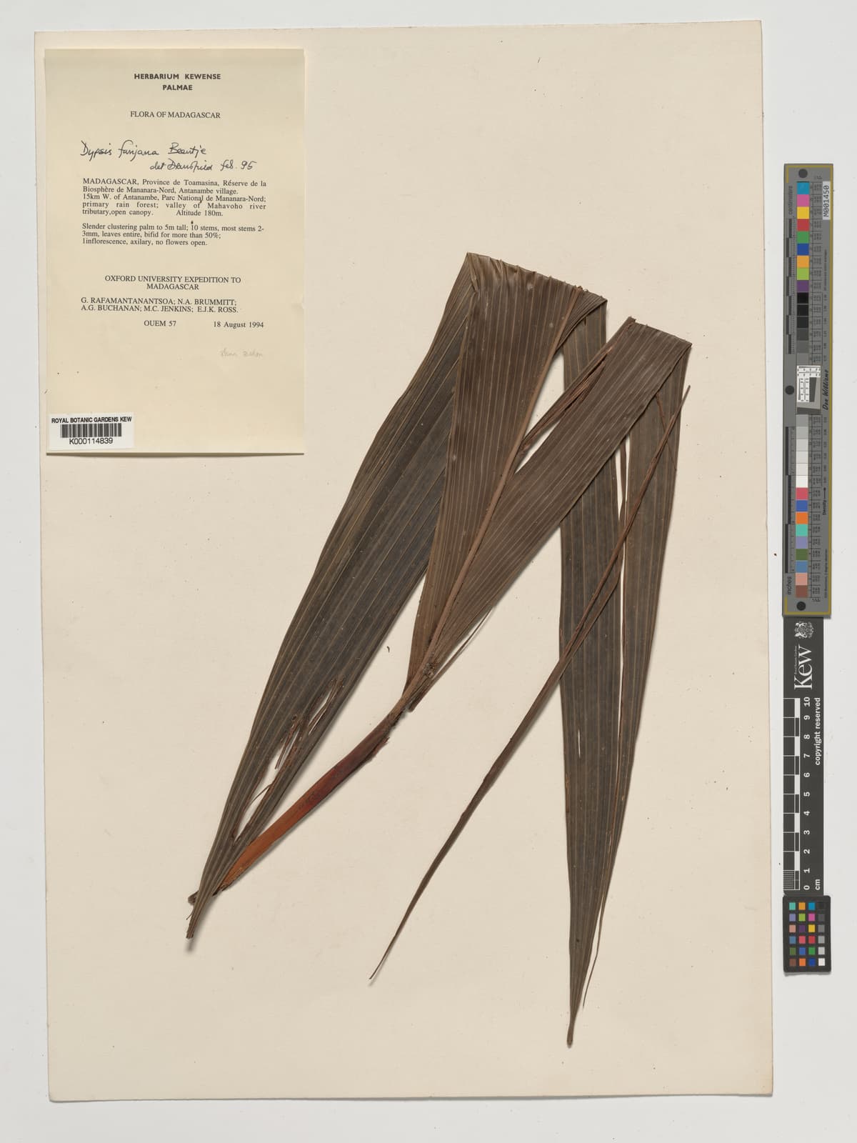 Botanical specimen of Dypsis Fanjana.