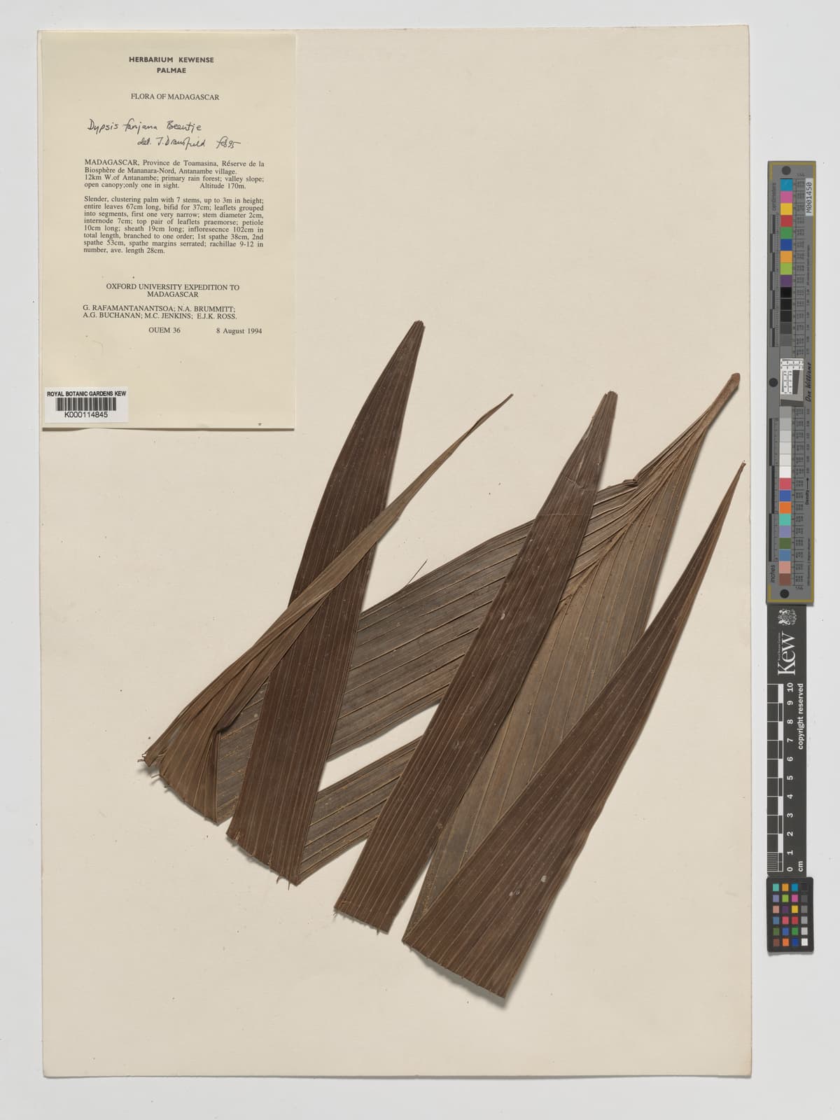 Botanical specimen of Dypsis Fanjana.