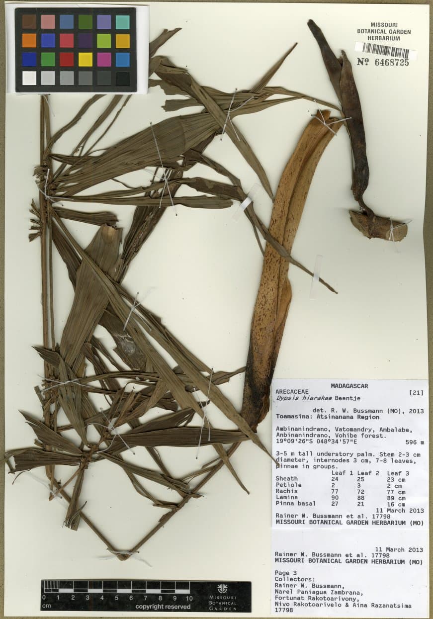 Botanical specimen of Dypsis Hiarakae.