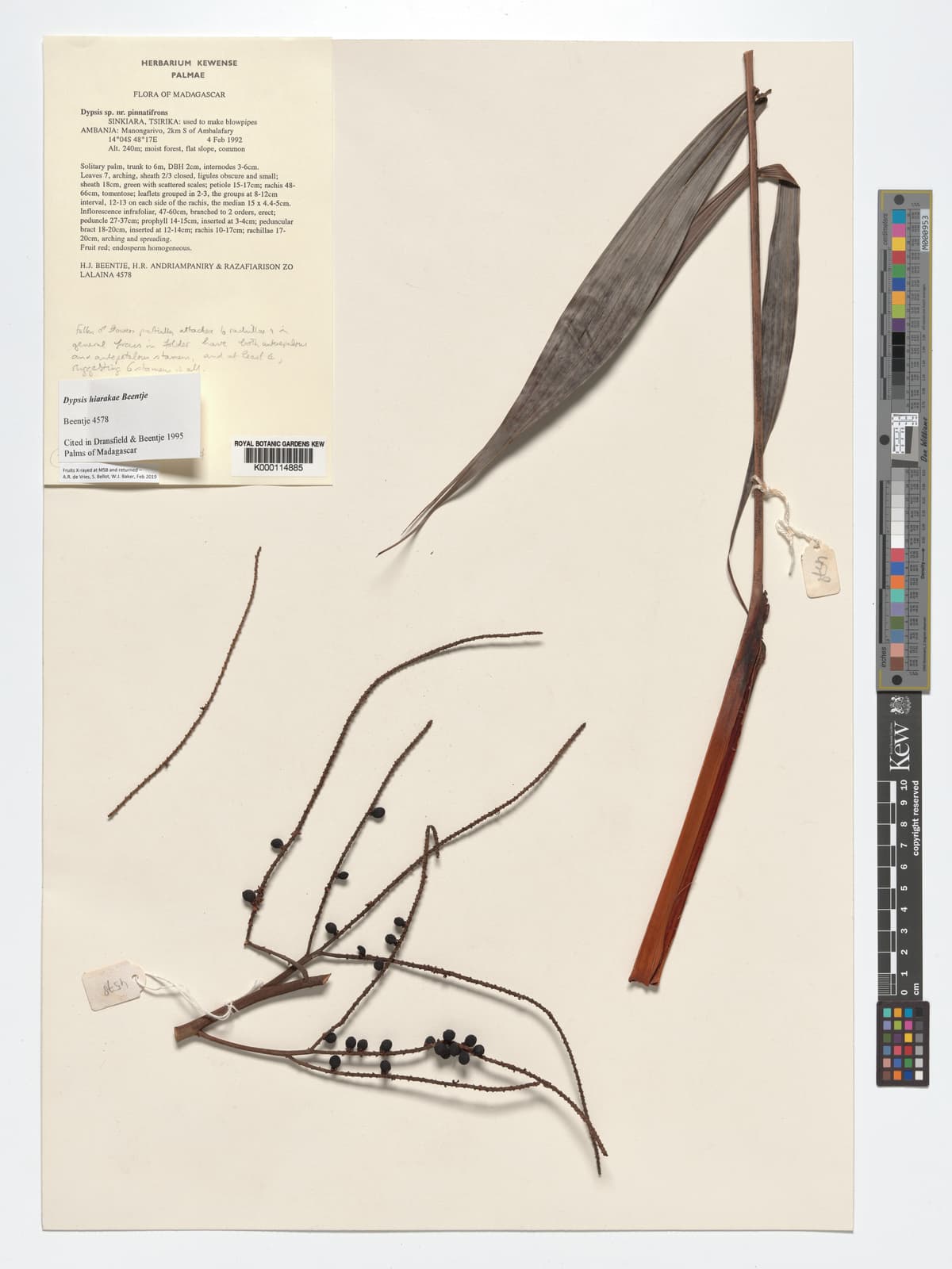 Botanical specimen of Dypsis Hiarakae.