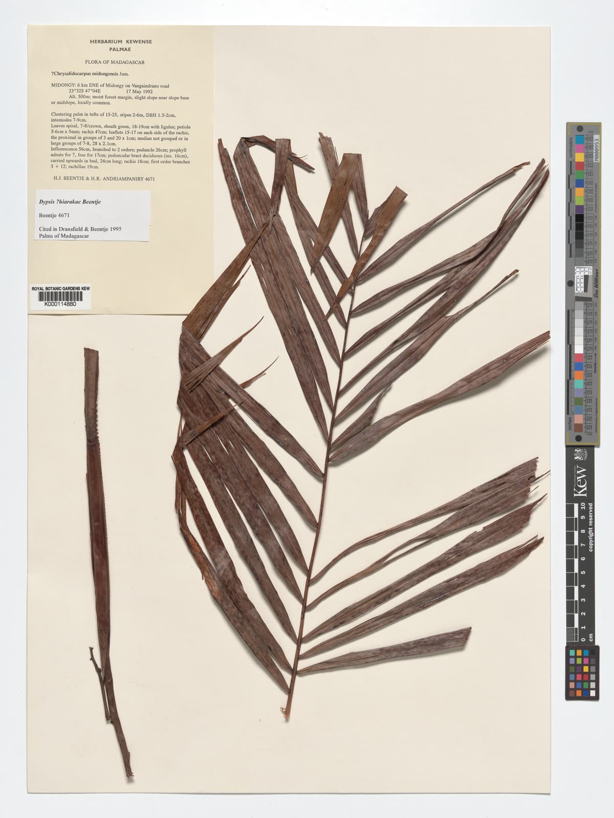 Botanical specimen of Dypsis Hiarakae.
