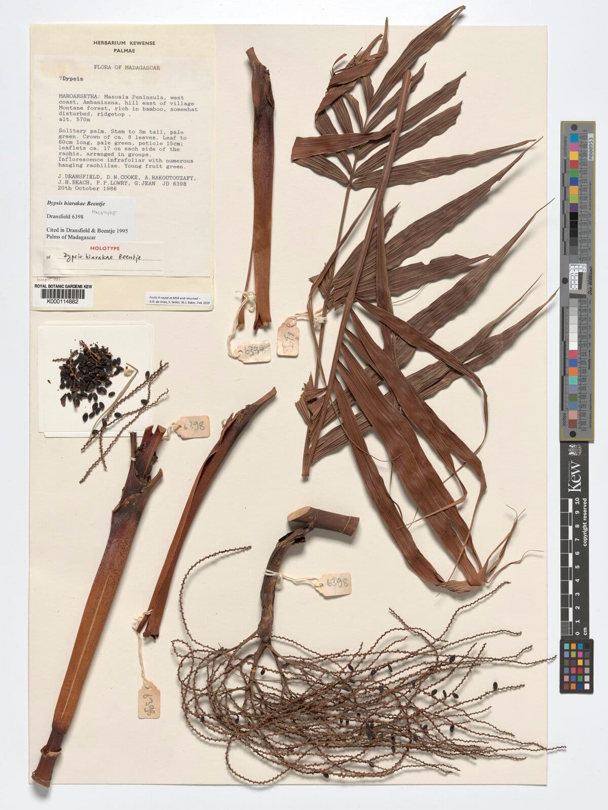 Botanical specimen of Dypsis Hiarakae.