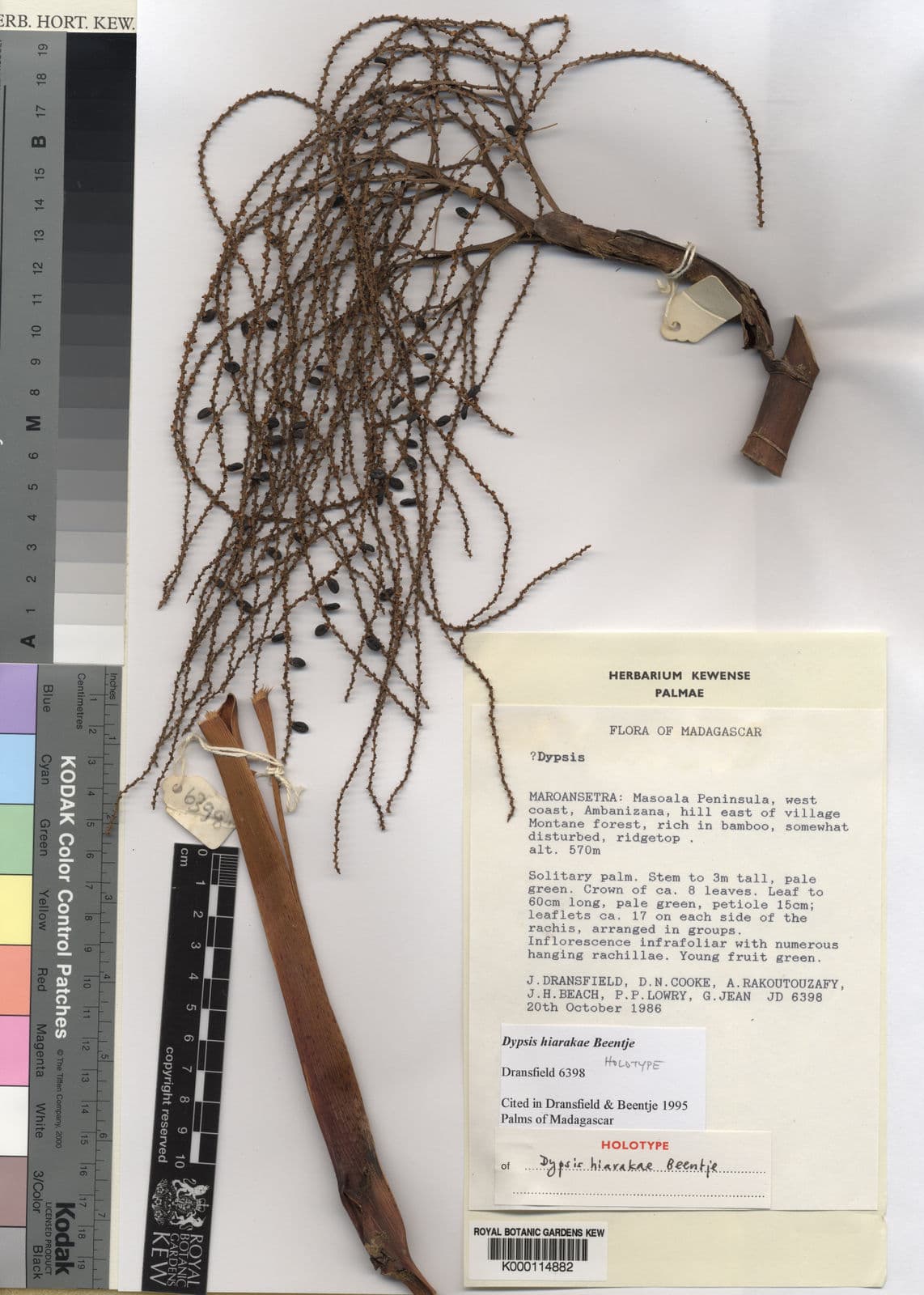 Botanical specimen of Dypsis Hiarakae.