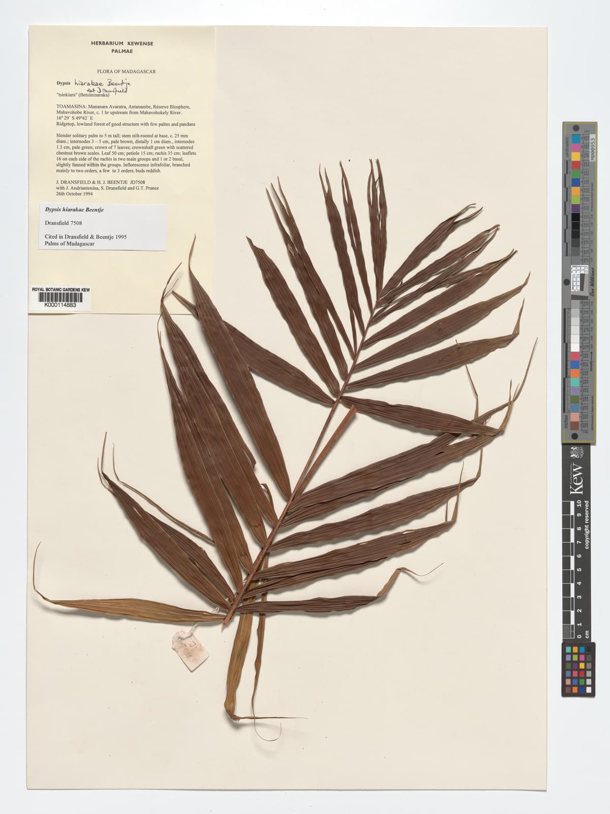 Botanical specimen of Dypsis Hiarakae.
