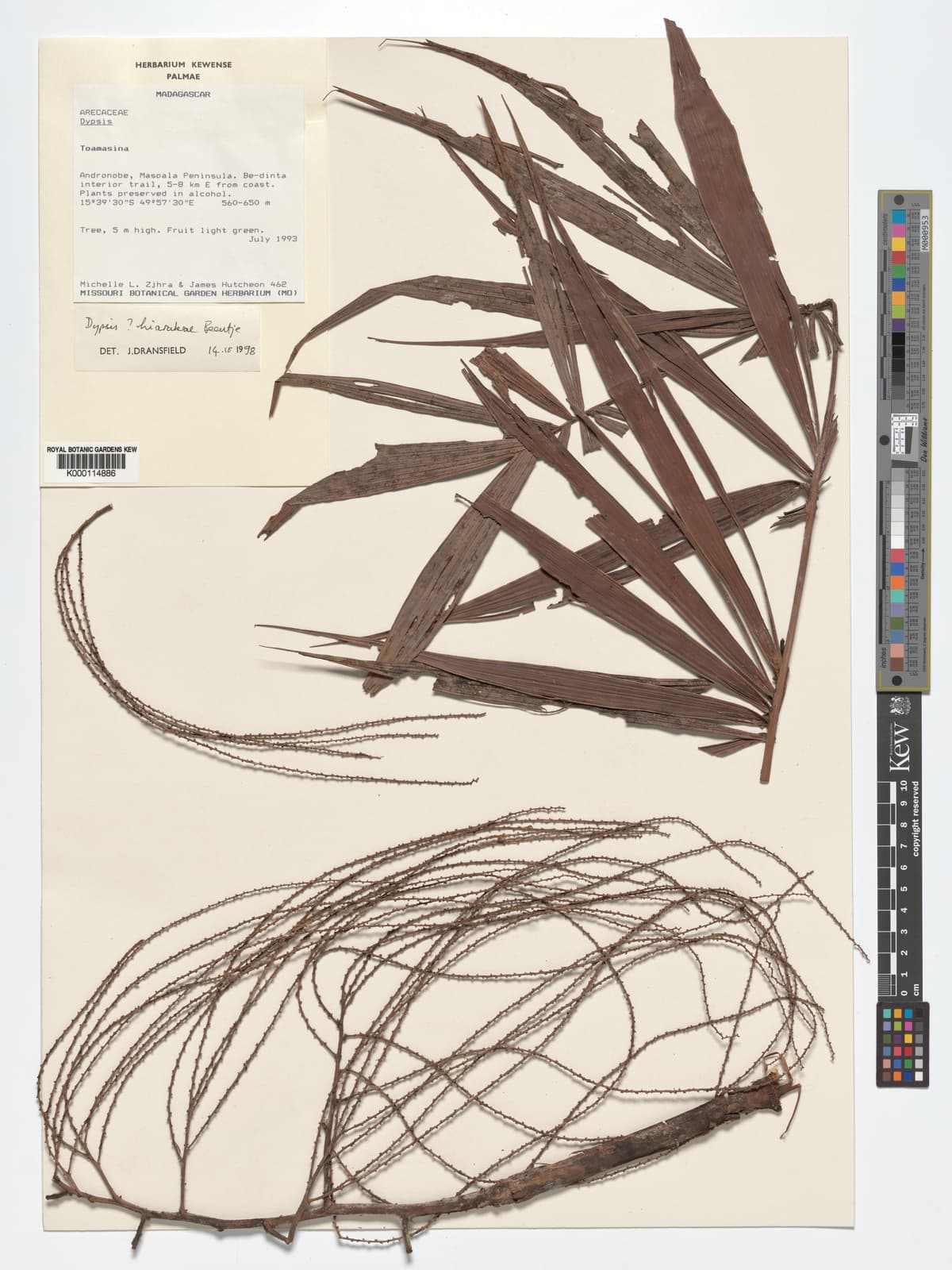 Botanical specimen of Dypsis Hiarakae.