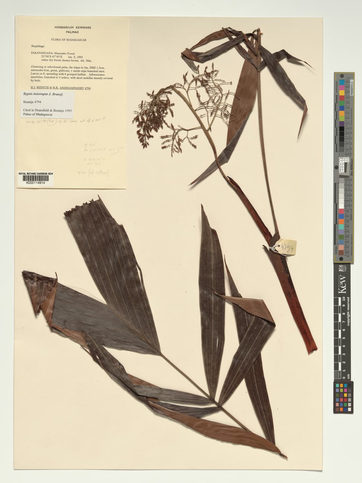 Botanical specimen of Dypsis Interrupta.