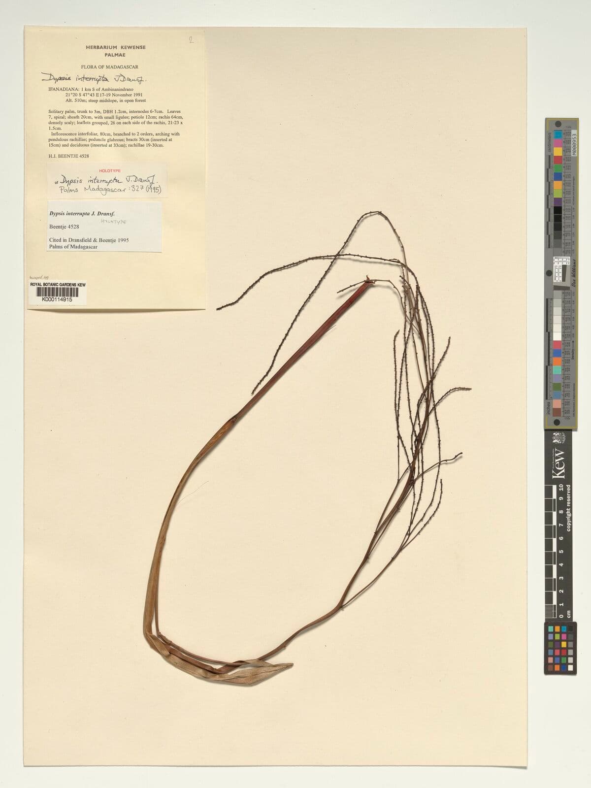 Botanical specimen of Dypsis Interrupta.