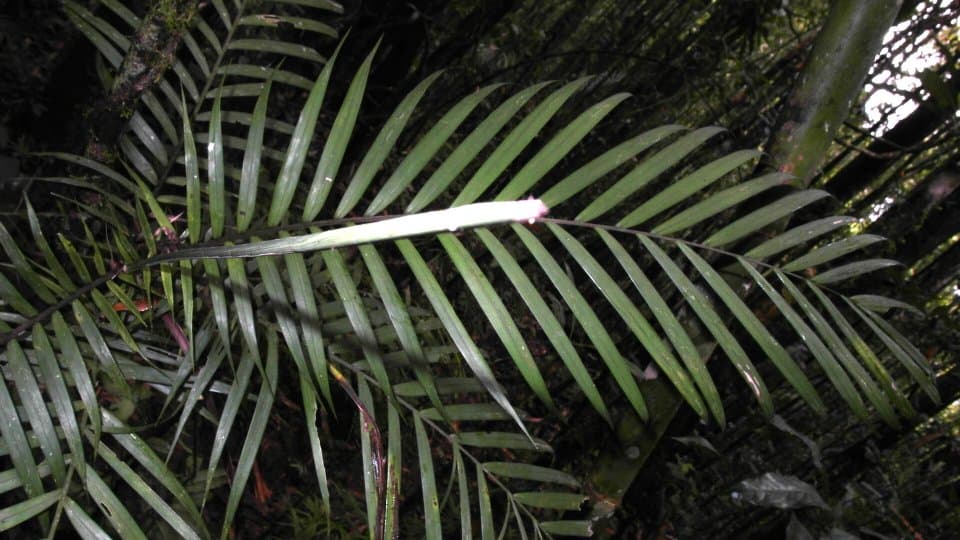 Botanical specimen of Dypsis Jumelleana.
