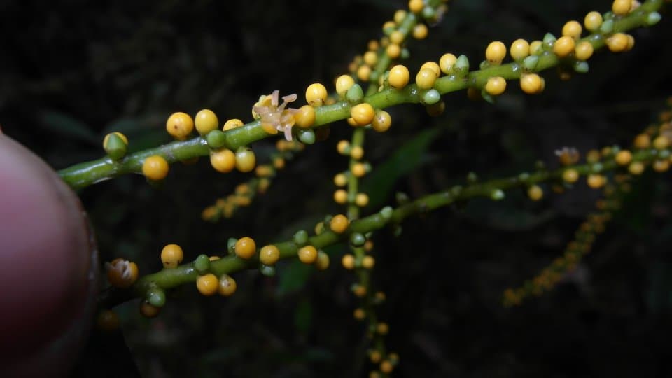 Botanical specimen of Dypsis Jumelleana.