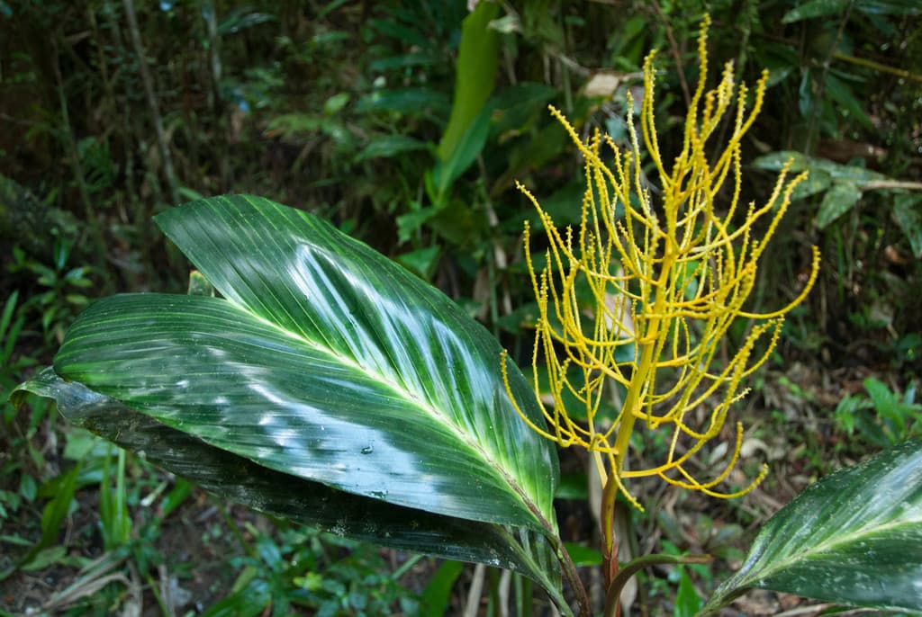 Botanical specimen of Dypsis Metallica.
