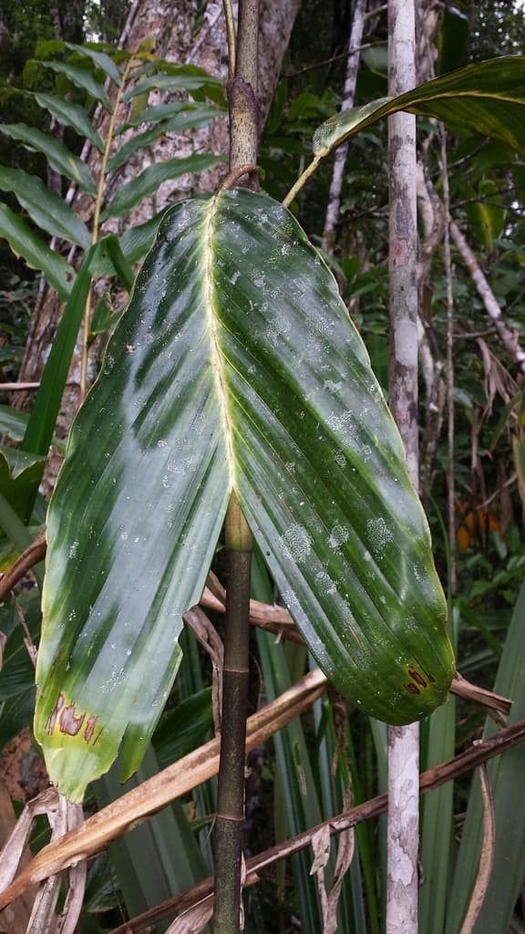 Botanical specimen of Dypsis Metallica.