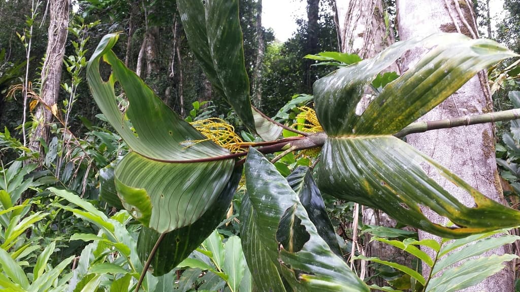 Botanical specimen of Dypsis Metallica.