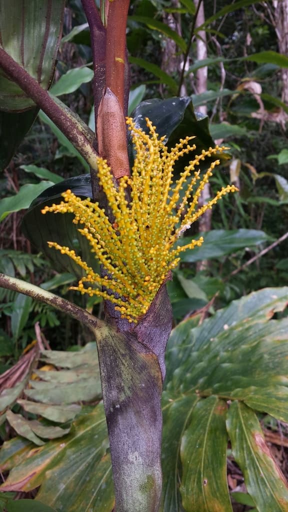 Botanical specimen of Dypsis Metallica.