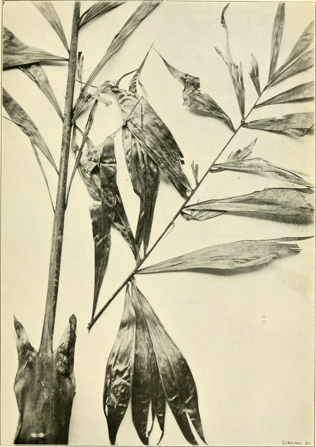 Botanical specimen of Dypsis Pinnatifrons.