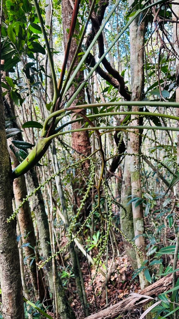 Botanical specimen of Dypsis Pustulata.