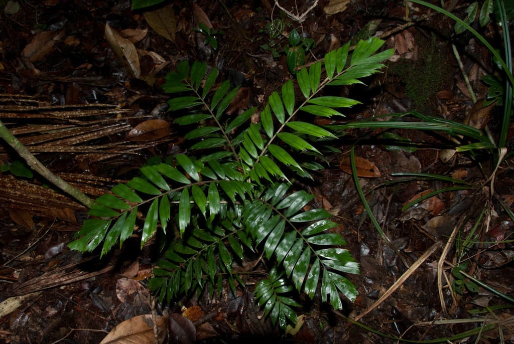 Botanical specimen of Dypsis Thiryana.
