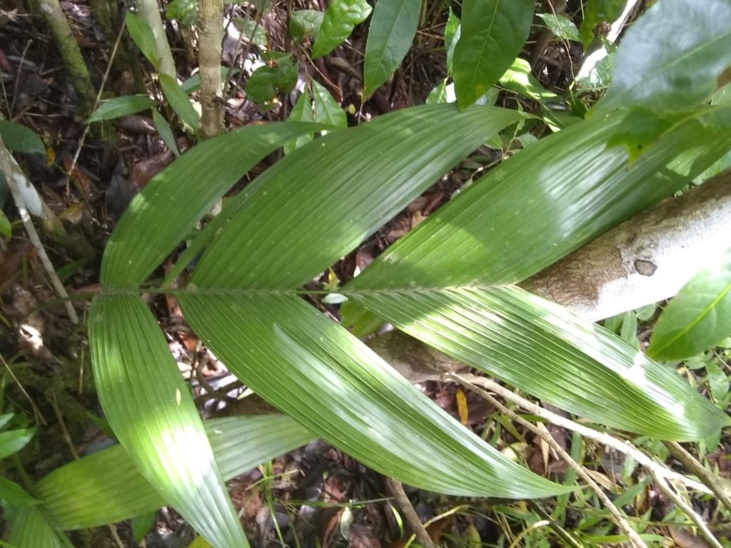 Botanical specimen of Geonoma Pinnatifrons.