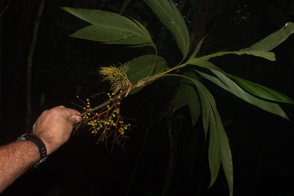 Botanical specimen of Geonoma Tenuissima.