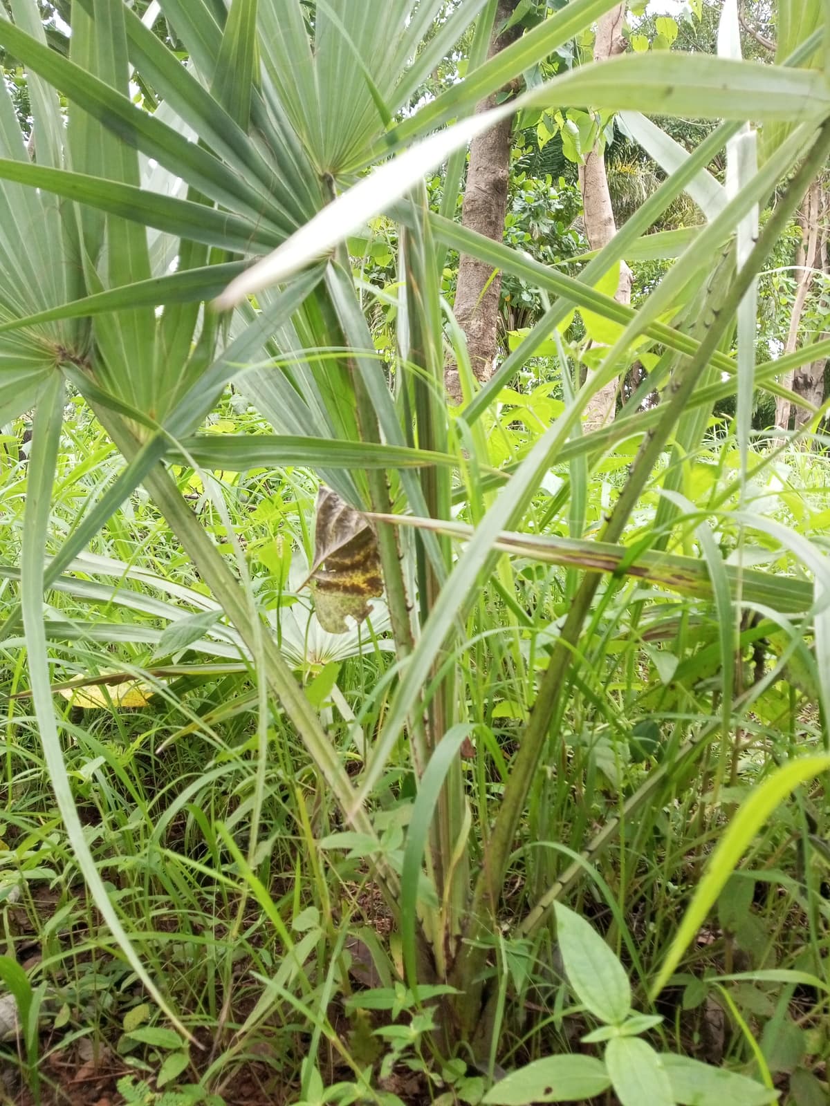 Botanical specimen of Hemithrinax Compacta.