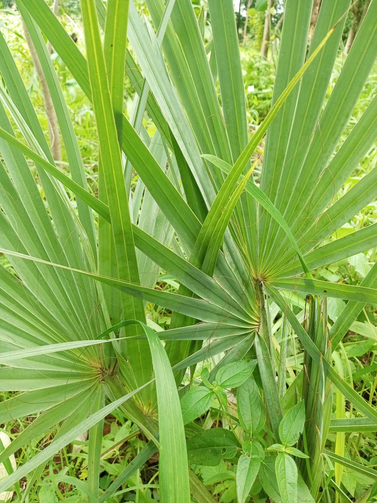 Botanical specimen of Hemithrinax Compacta.