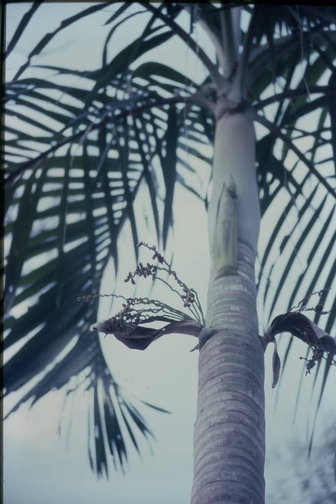 Botanical specimen of Hydriastele Ramsayi.