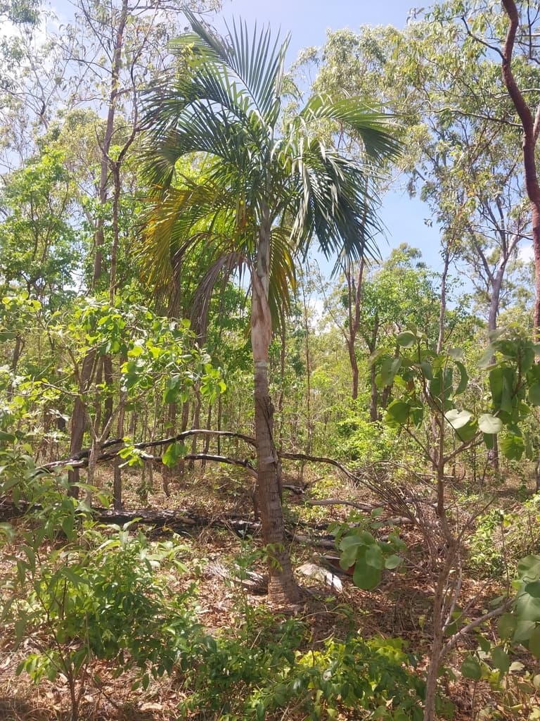 Botanical specimen of Hydriastele Ramsayi.