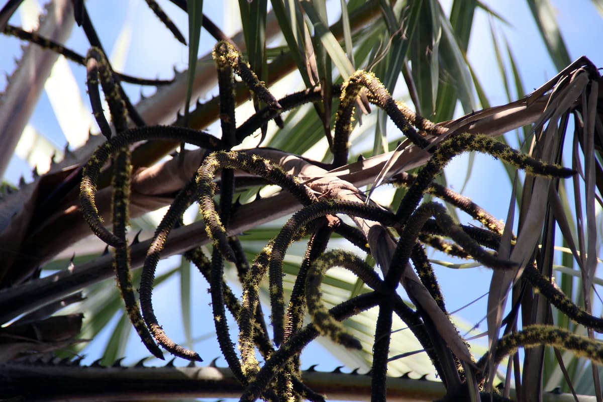 Botanical specimen of Hyphaene Dichotoma.