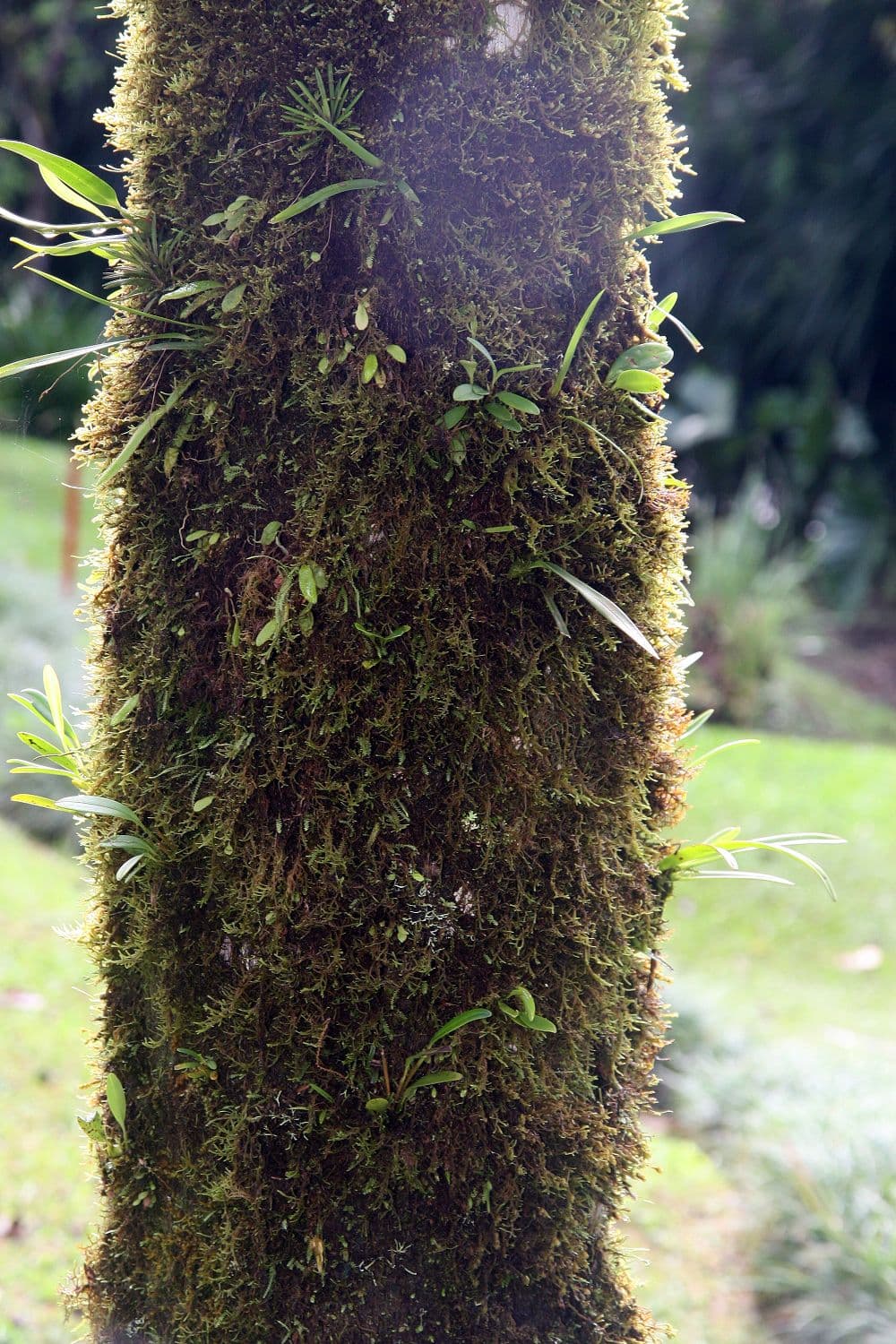 Botanical specimen of Kentiopsis Oliviformis.
