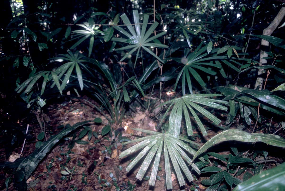 Botanical specimen of Licuala Corneri.