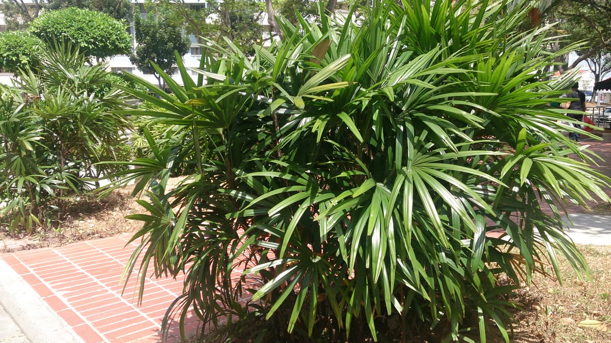 Botanical specimen of Licuala Ferruginea.