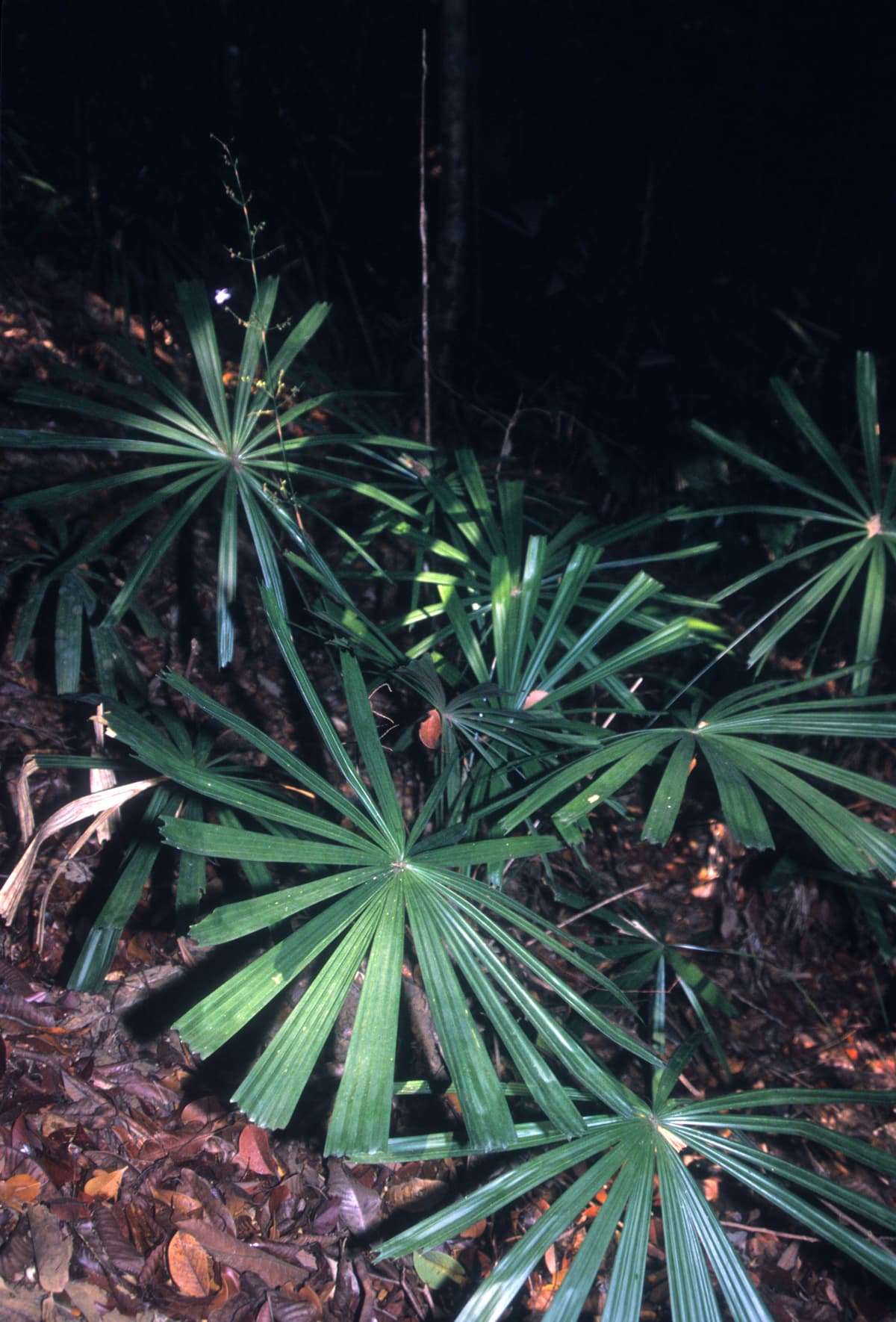 Botanical specimen of Licuala Glabra.