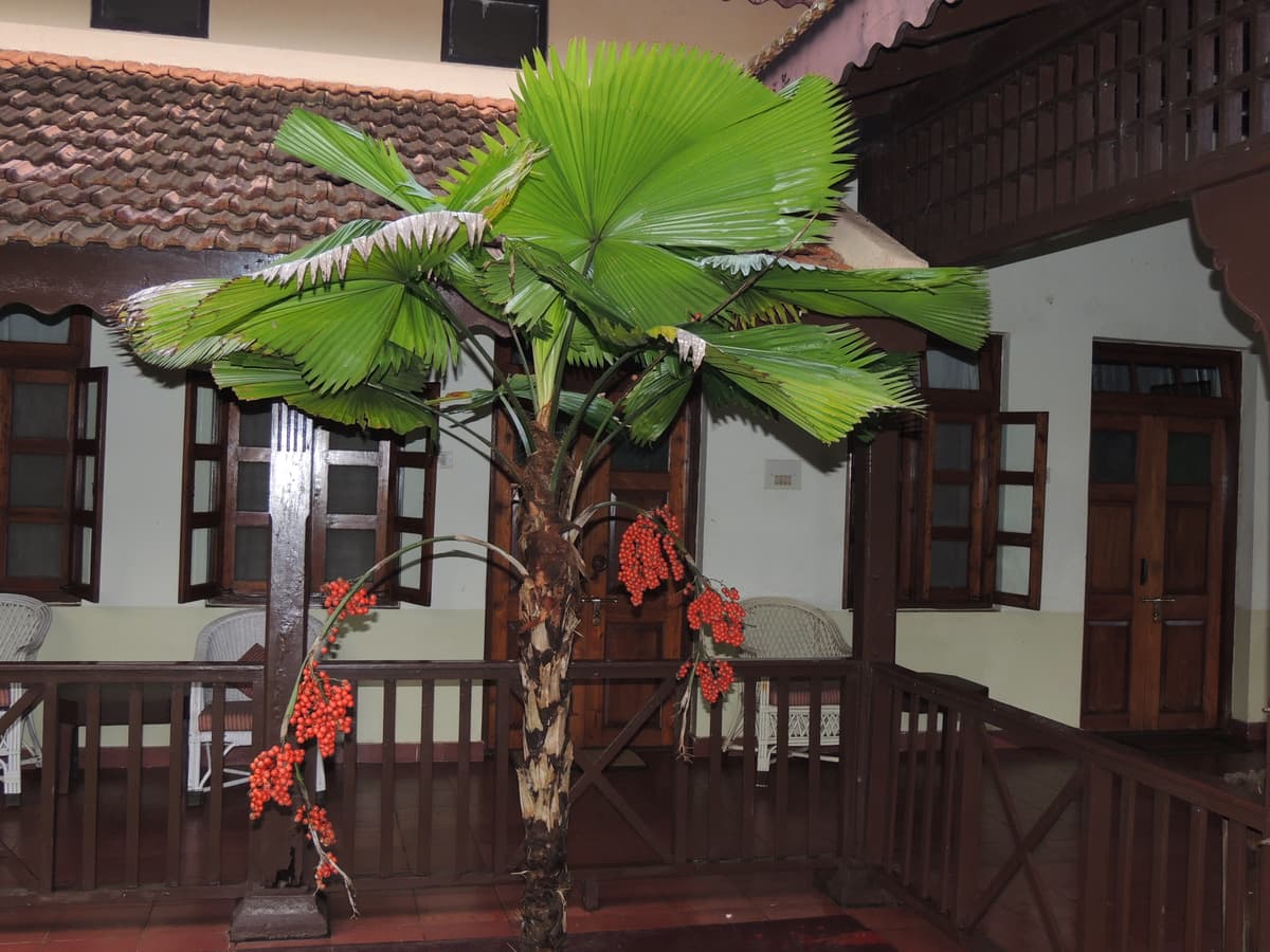 Botanical specimen of Licuala Grandis.