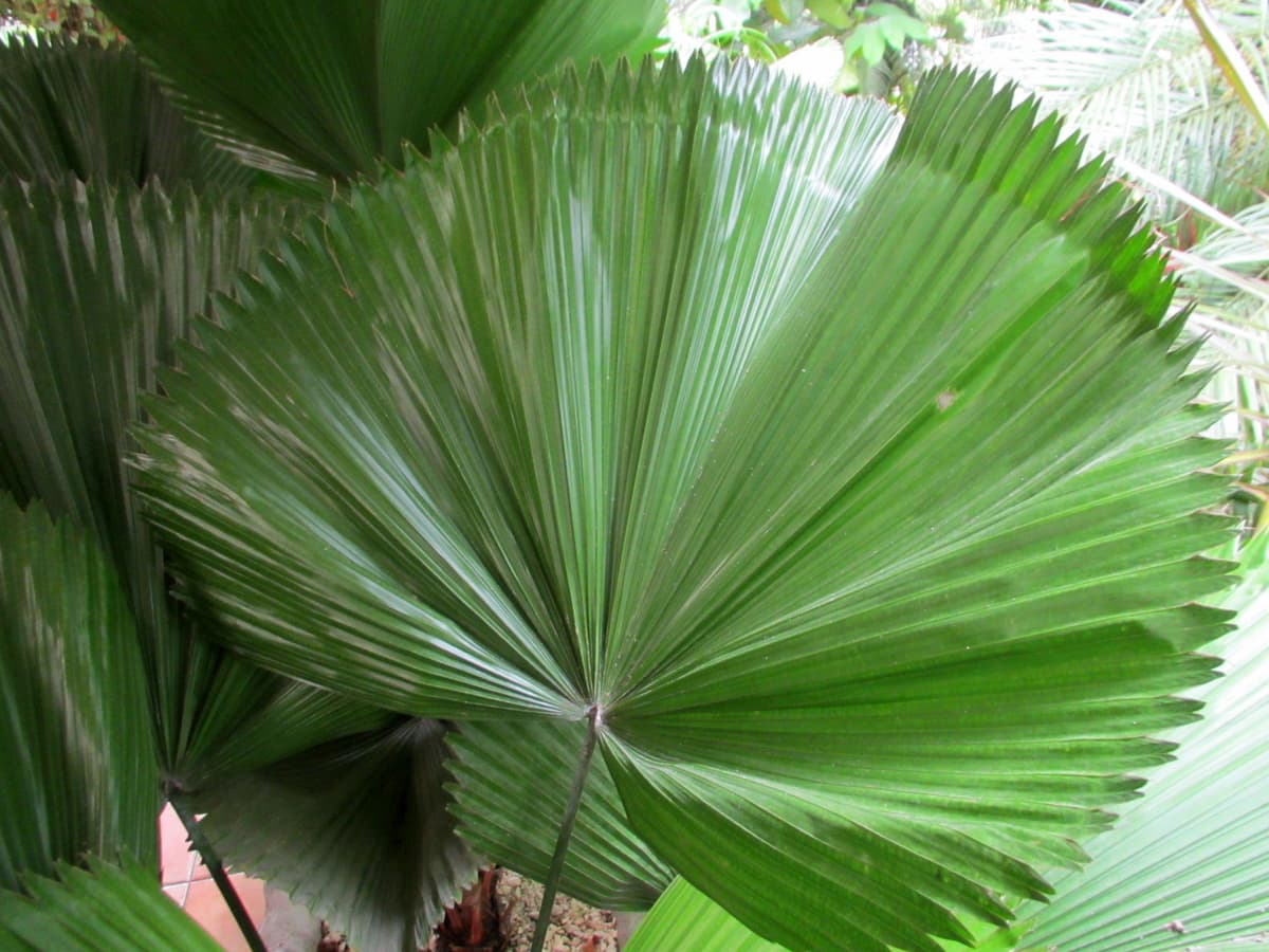 Botanical specimen of Licuala Orbicularis.