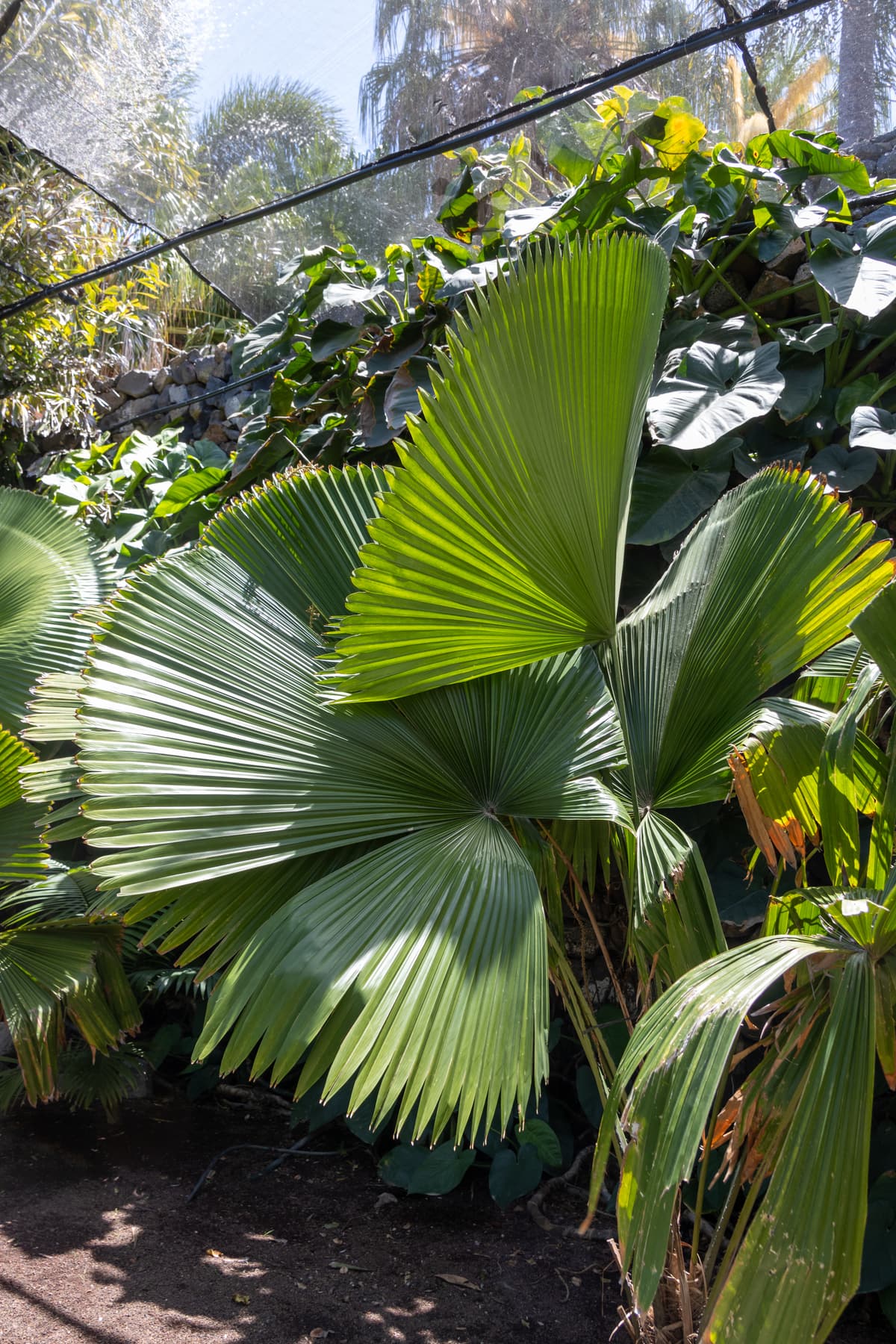 Botanical specimen of Licuala Peltata Var. Peltata.