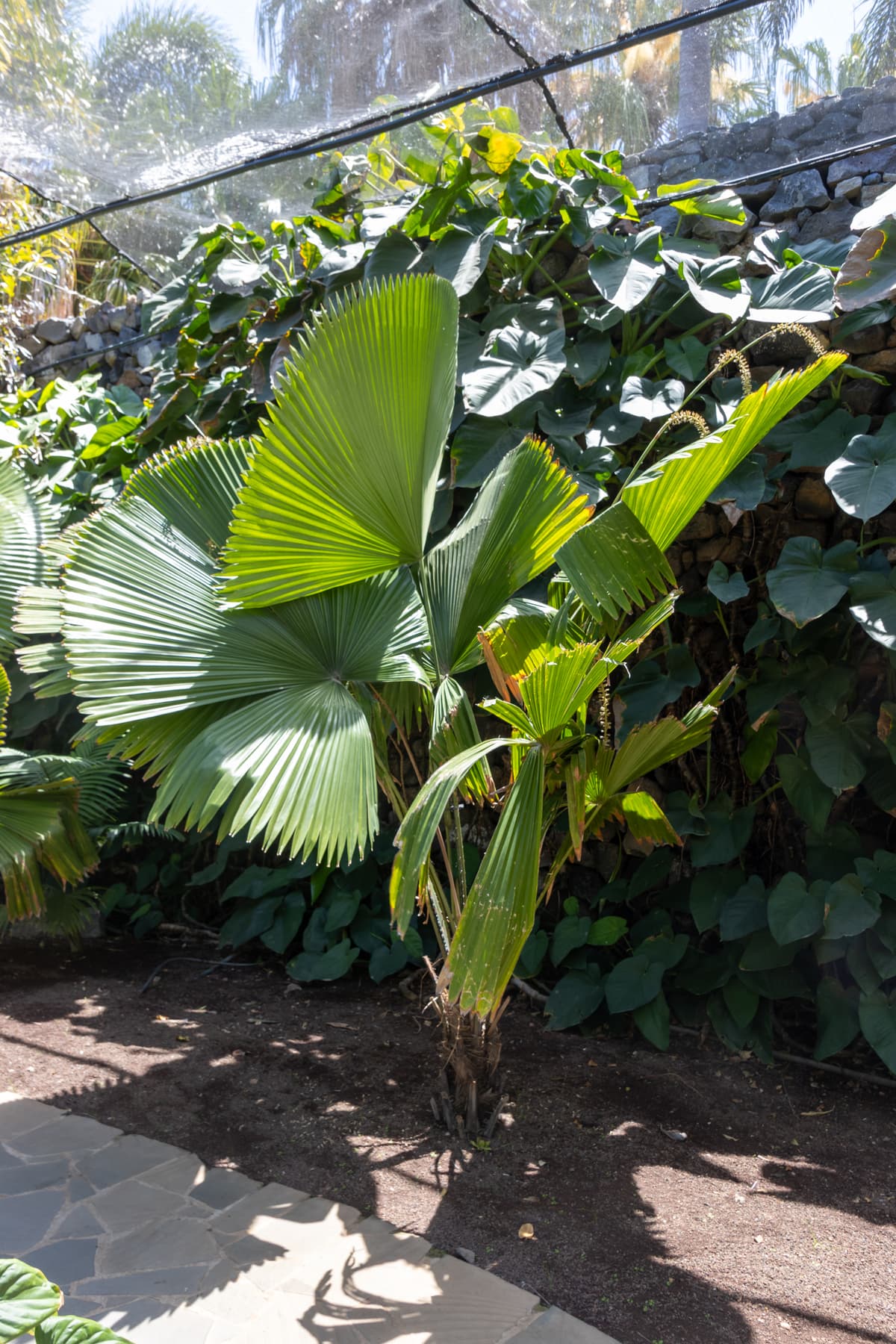 Botanical specimen of Licuala Peltata Var. Peltata.