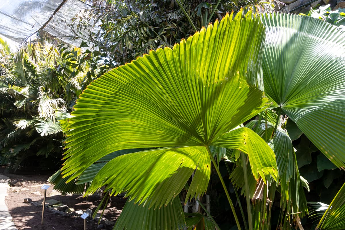 Botanical specimen of Licuala Peltata Var. Peltata.