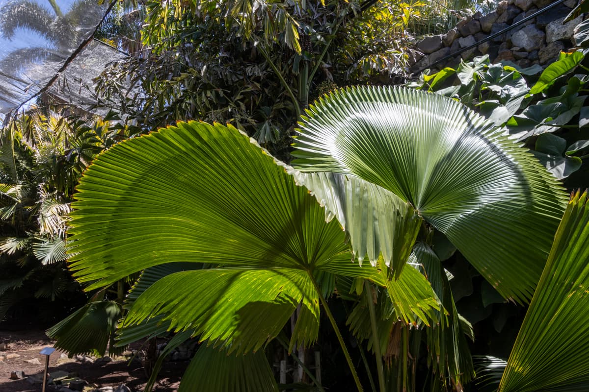 Botanical specimen of Licuala Peltata Var. Peltata.