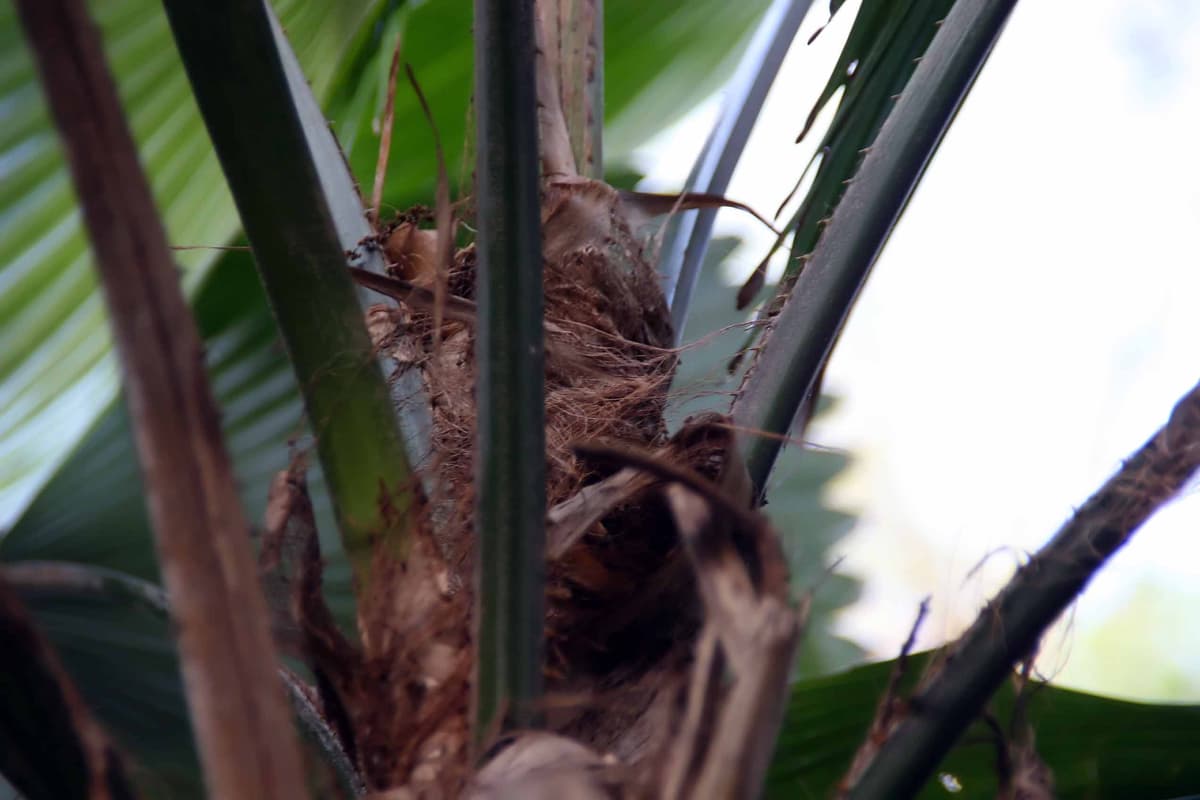 Botanical specimen of Licuala Sp. 'Fairchild'.