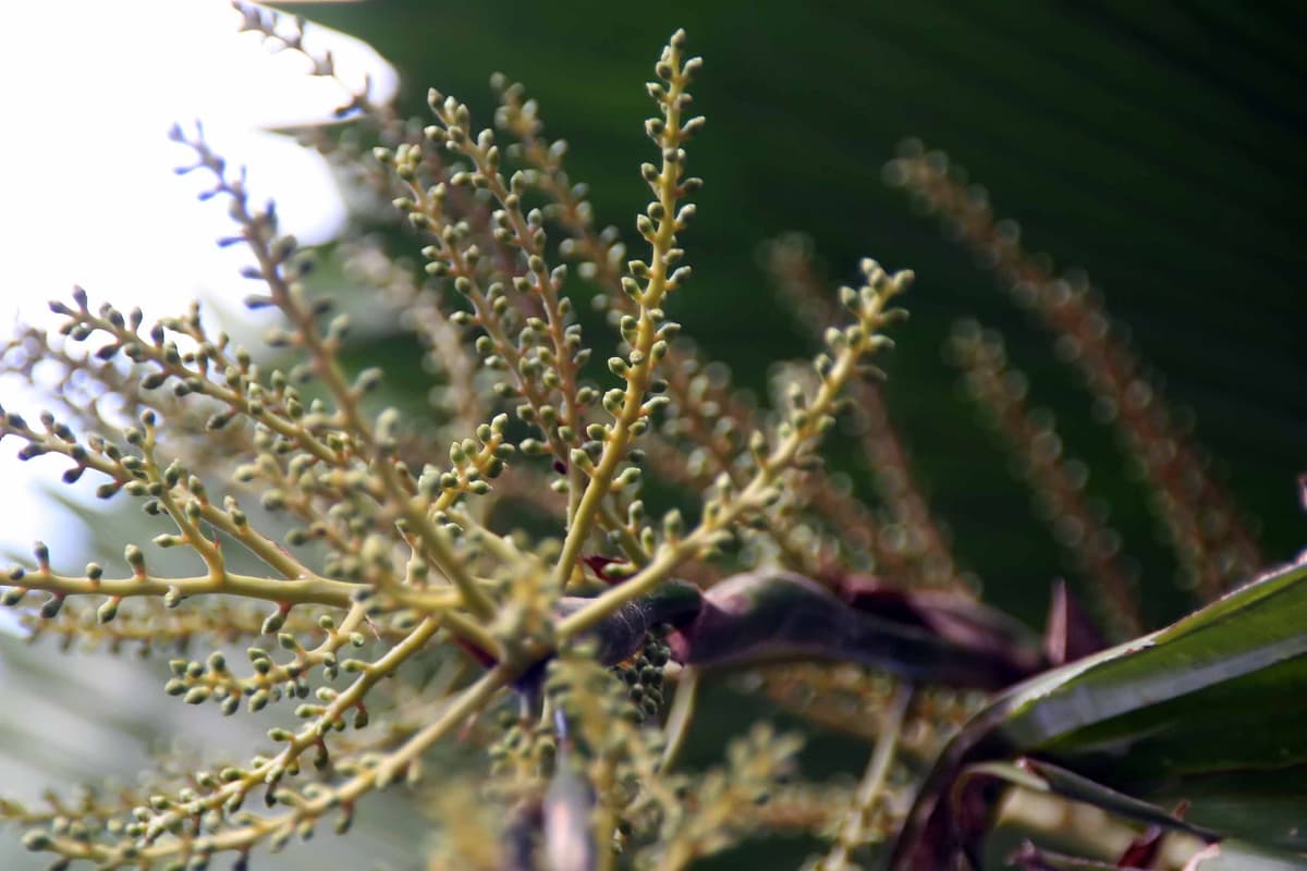 Botanical specimen of Licuala Sp. 'Fairchild'.