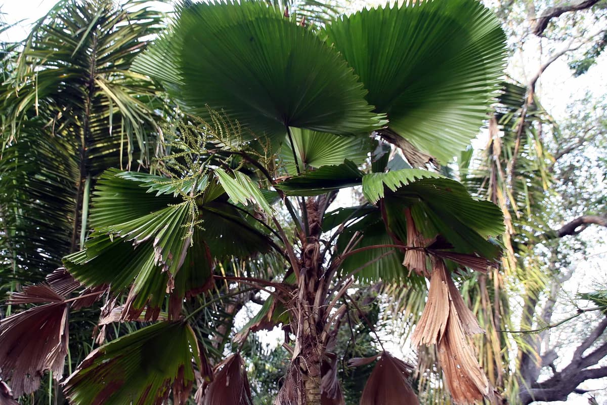 Botanical specimen of Licuala Sp. 'Fairchild'.