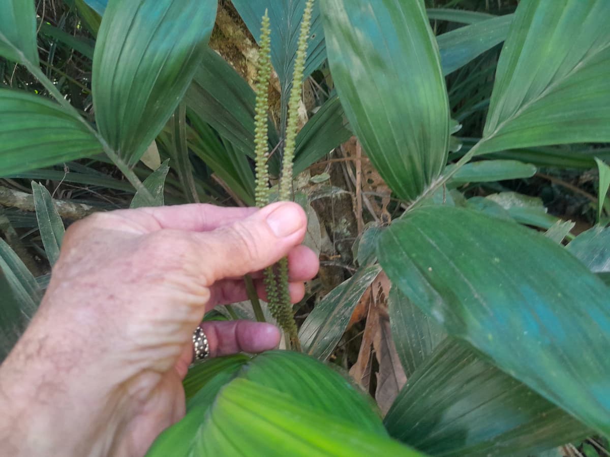 Botanical specimen of Linospadix Palmerianus.