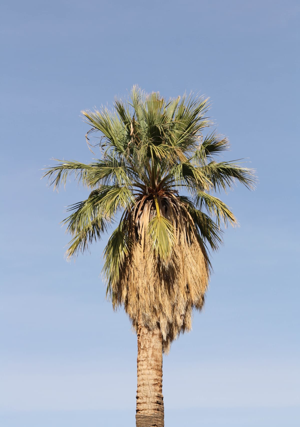 Botanical specimen of Livistona Carinensis.