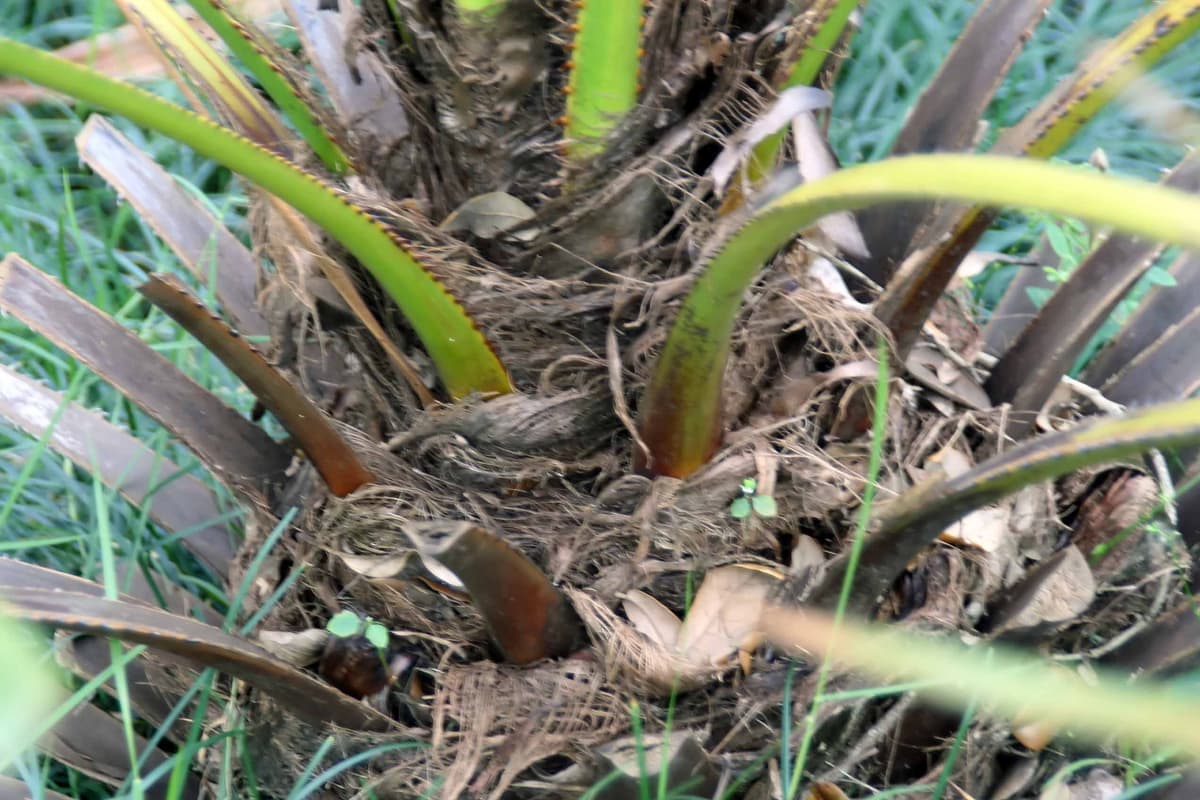 Botanical specimen of Livistona Fulva.