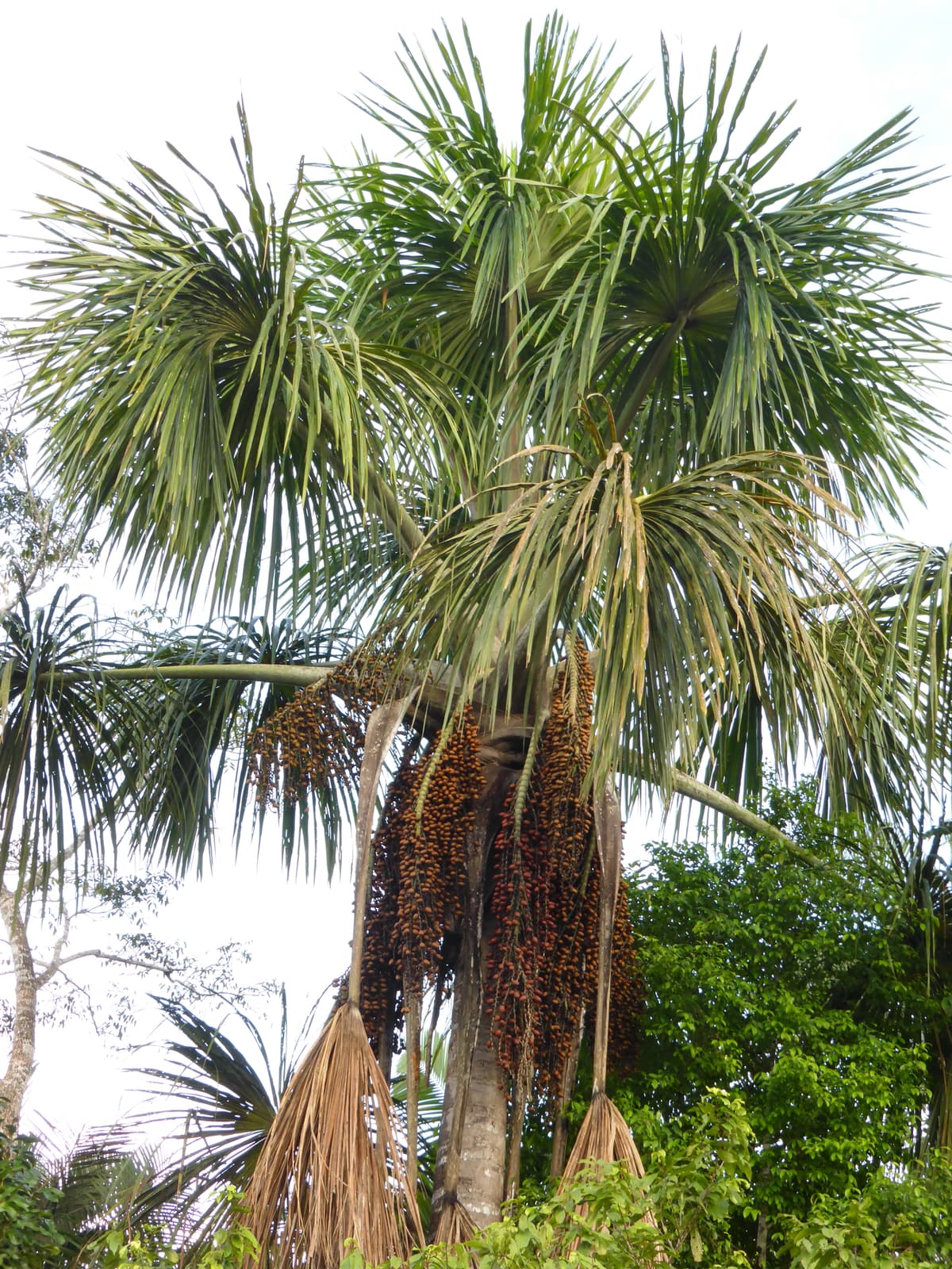 Botanical specimen of Mauritia Flexuosa.
