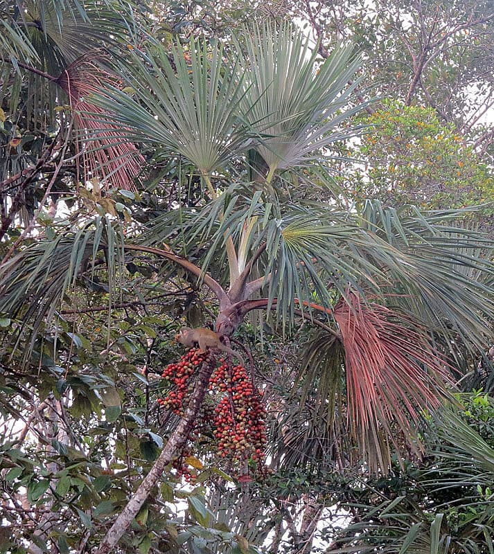 Botanical specimen of Mauritia Flexuosa.