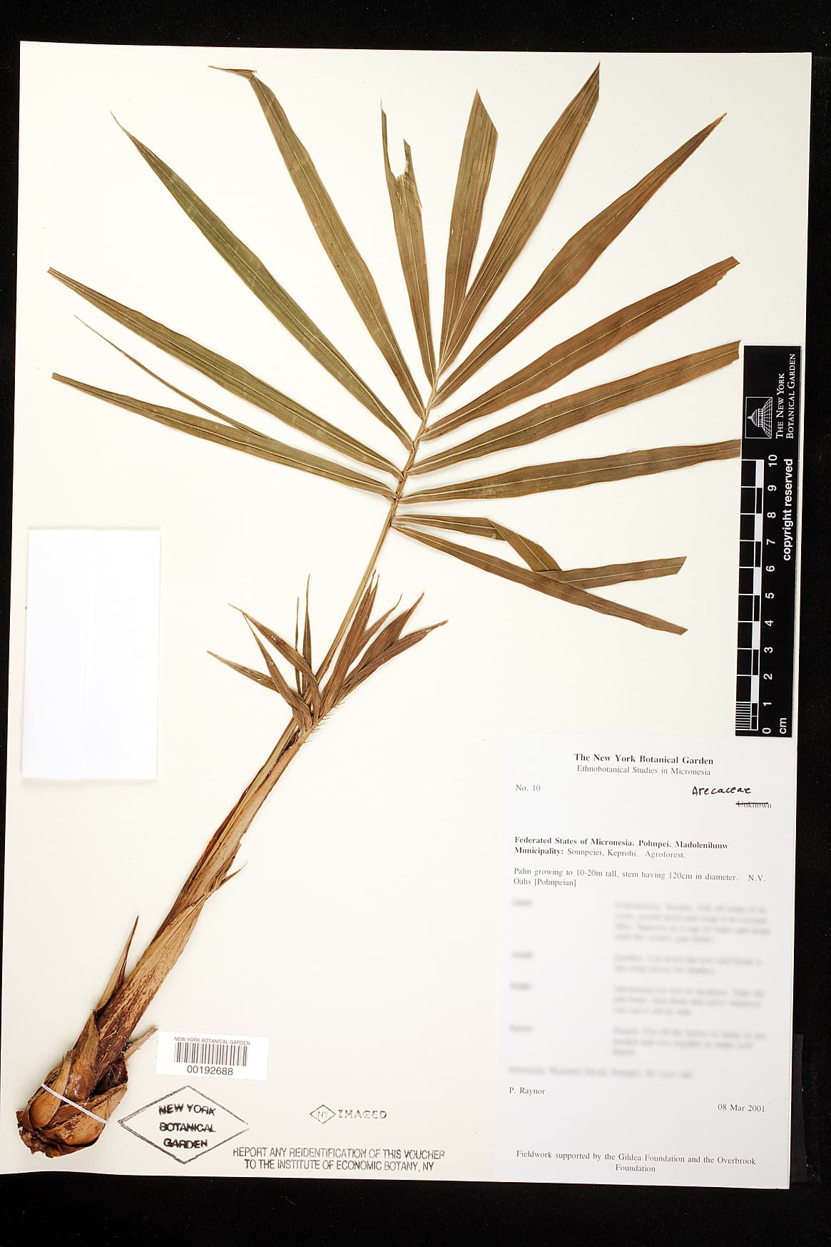 Botanical specimen of Metroxylon Amicarum.