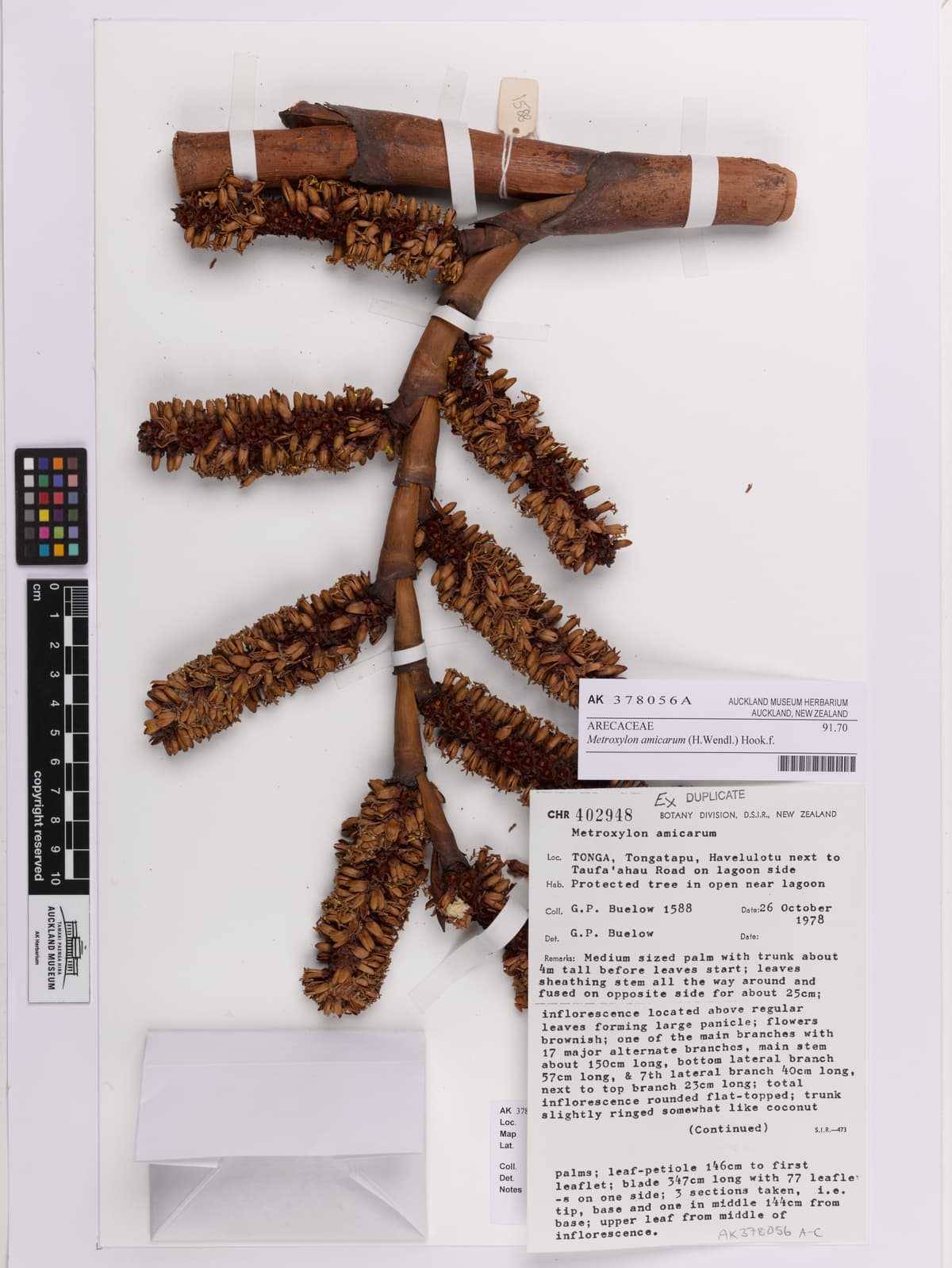 Botanical specimen of Metroxylon Amicarum.