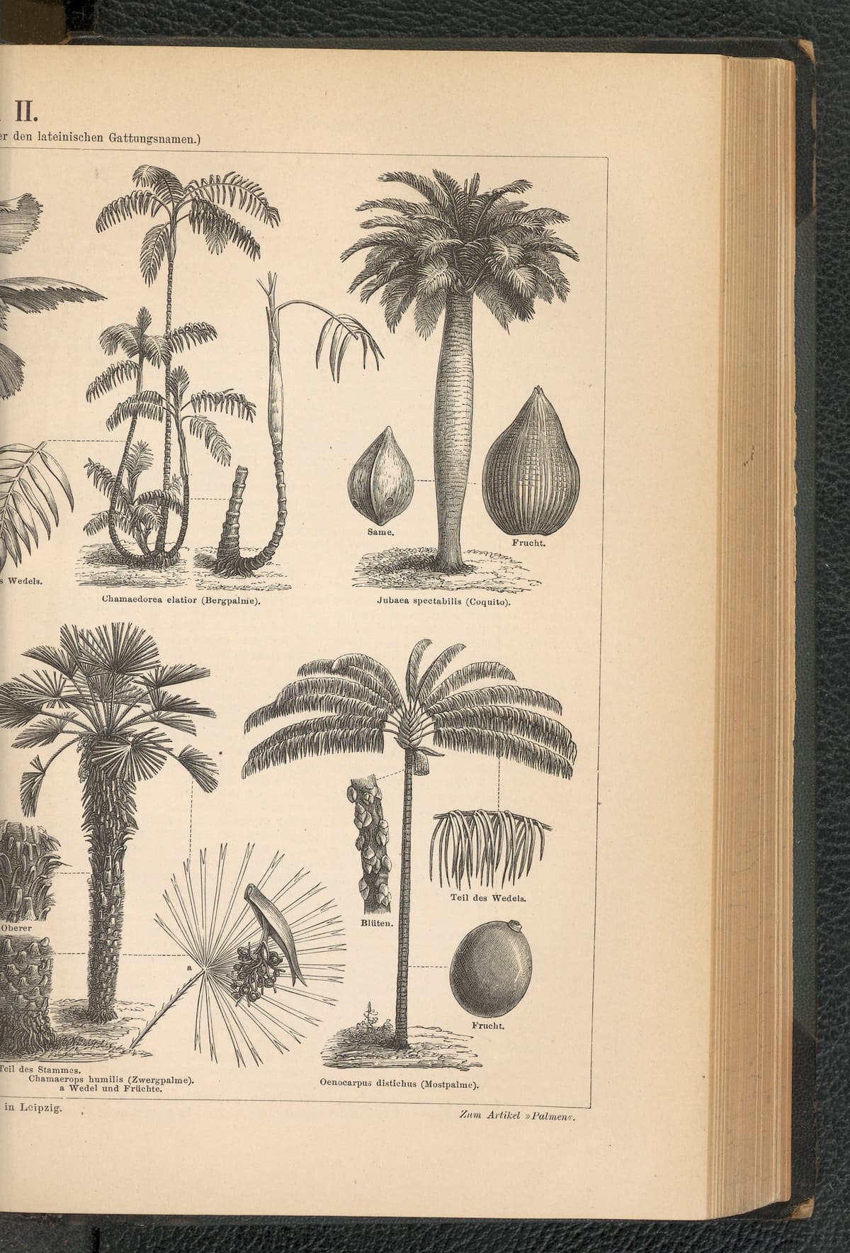 Botanical specimen of Oenocarpus Distichus.
