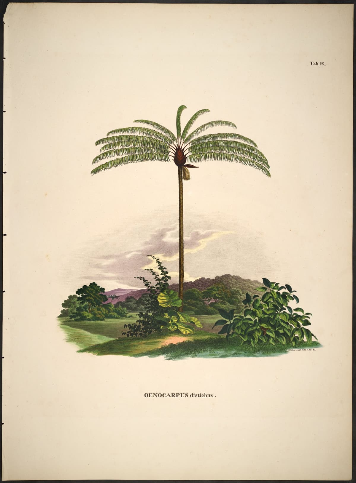 Botanical specimen of Oenocarpus Distichus.