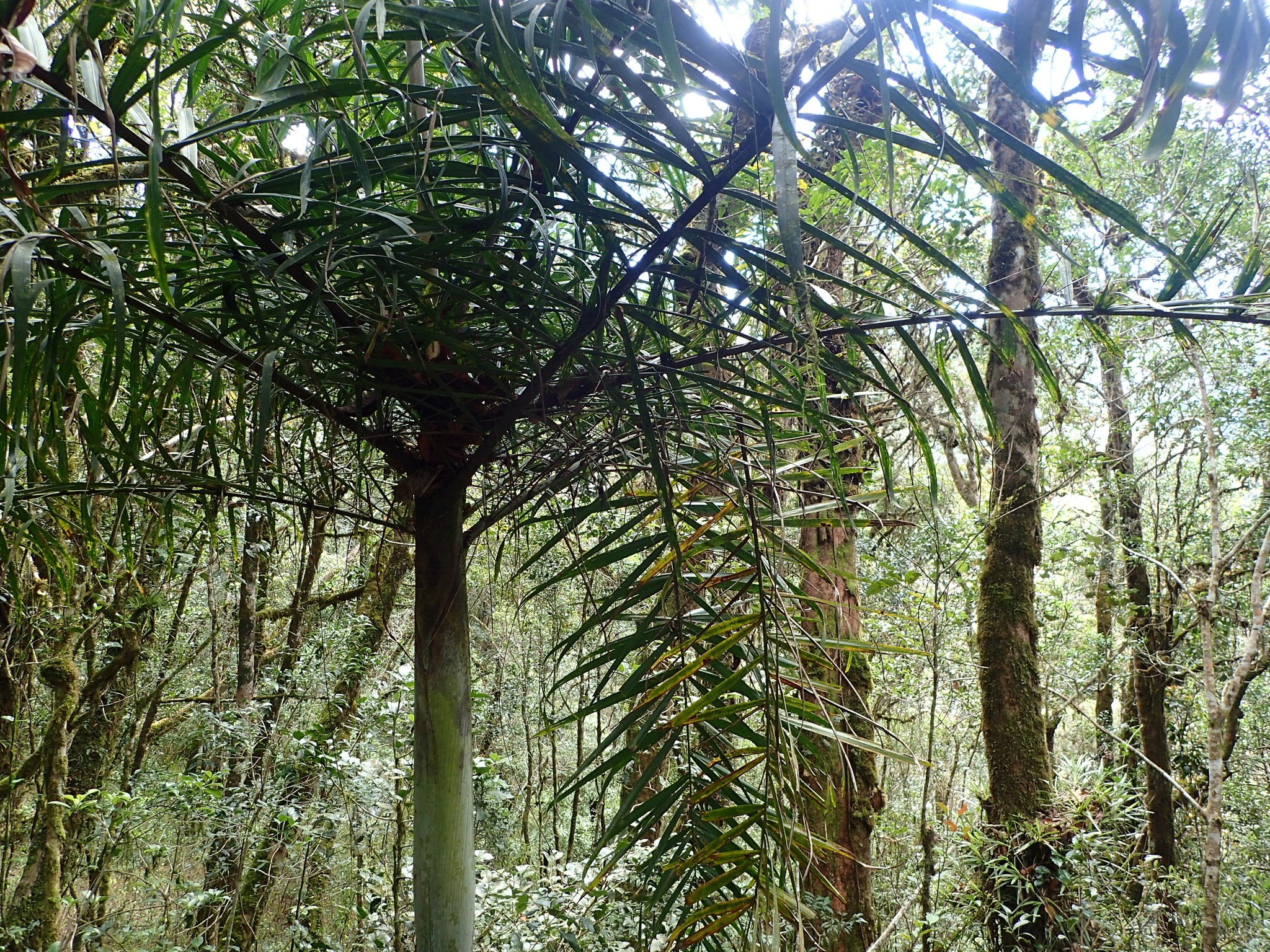 Dypsis Rivularis | Botanical Profile & Germination | PalmsHub